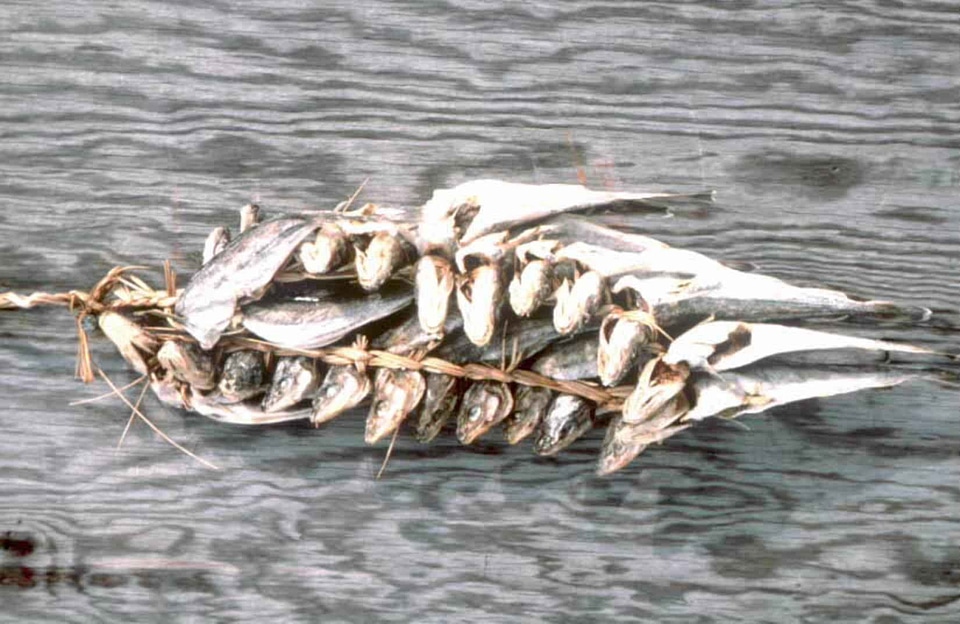 Fish  