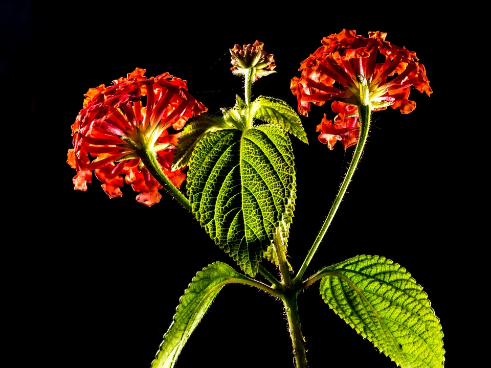 Blossom bloom red