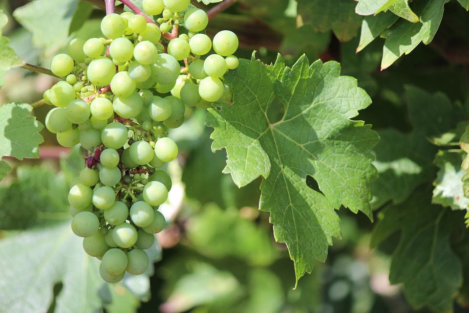 Bunch leaf green wine