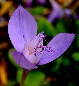 Plant floral blooming