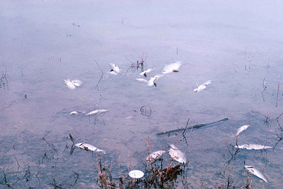 Aquatic contamination fish