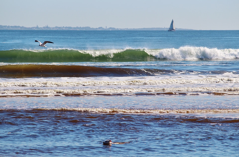 South africa horizon seagull photo