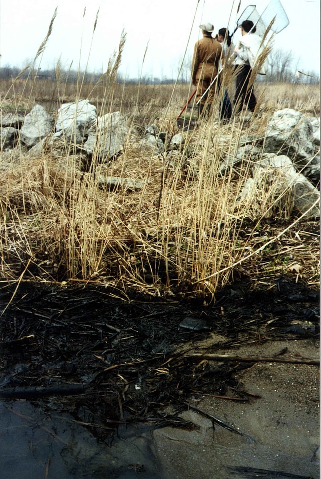 Background grass plants oil