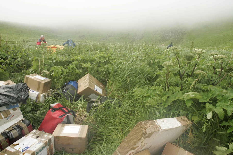 Boxes grass plants 