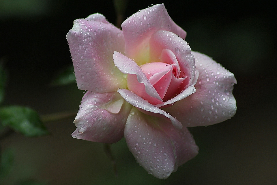 Plant natural blossom