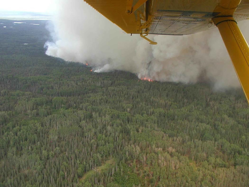 Bark Beetle beetle kill