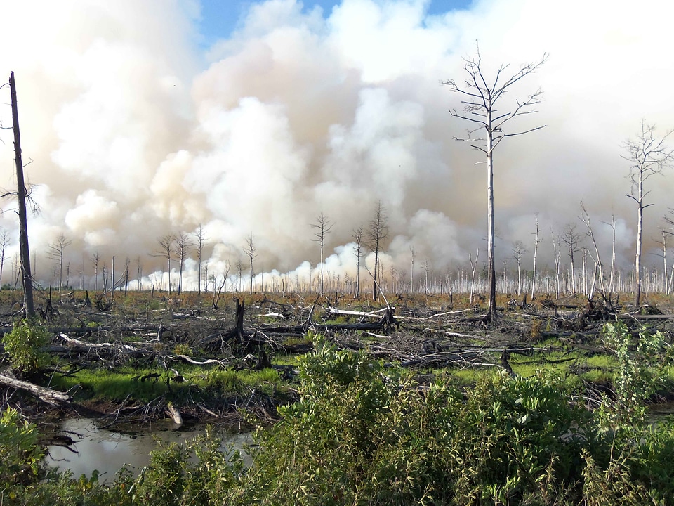Fire forest forest fire
