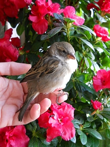Feather flowers flower