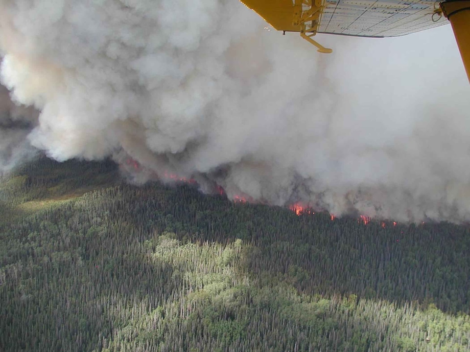 Fire forest forest fire