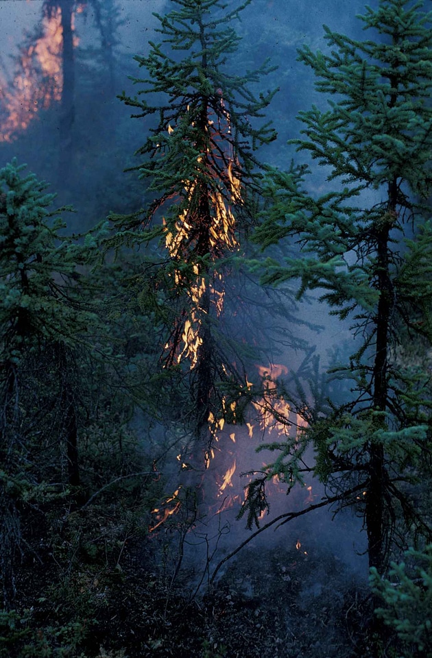Fire forest forest fire photo