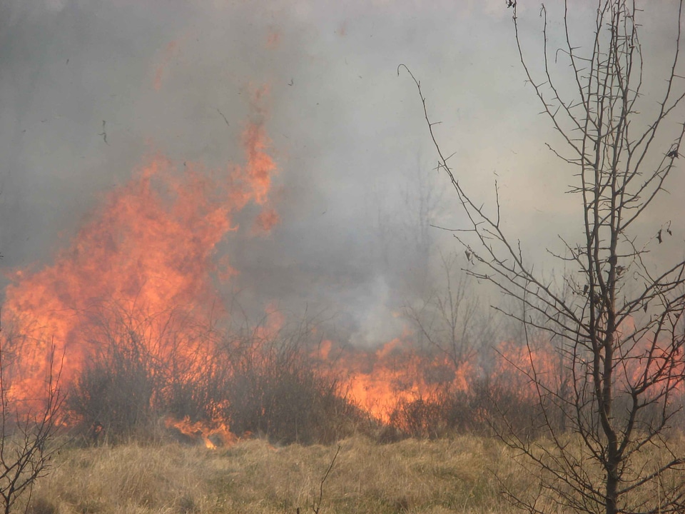 Burn forest grass plants
