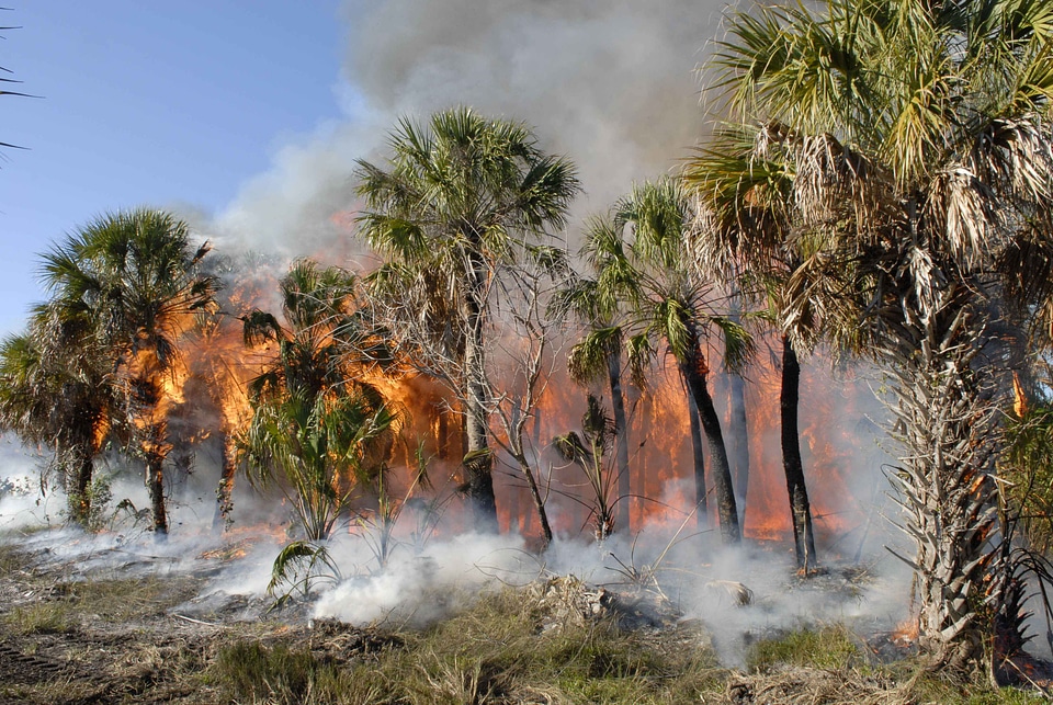 Fire forest forest fire