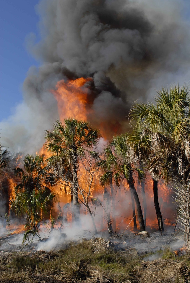 Fire forest trees photo