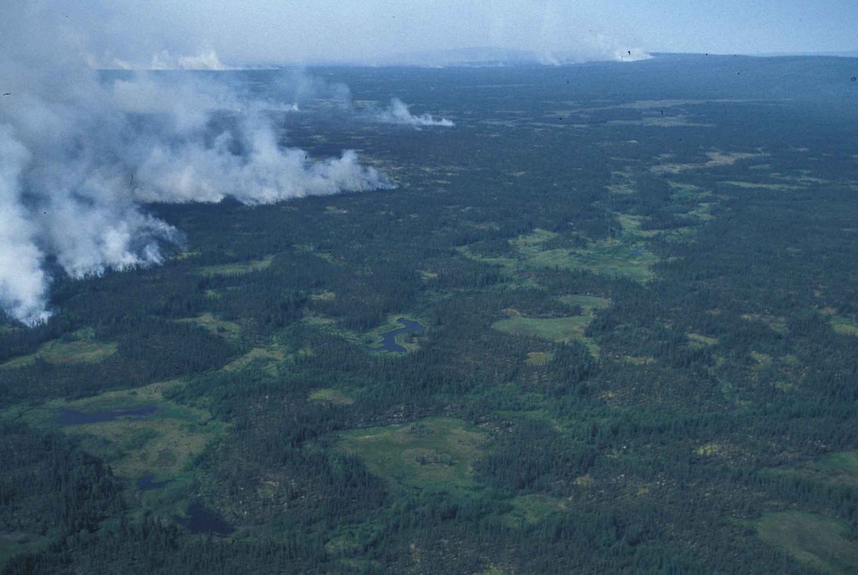 Fire forest forest fire