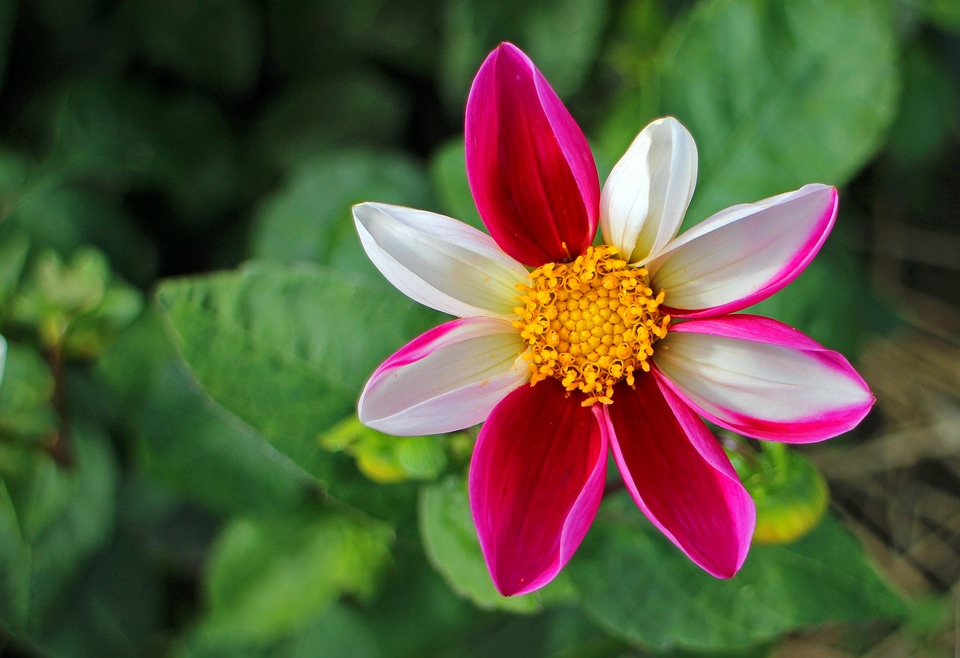 Plant composites flower garden