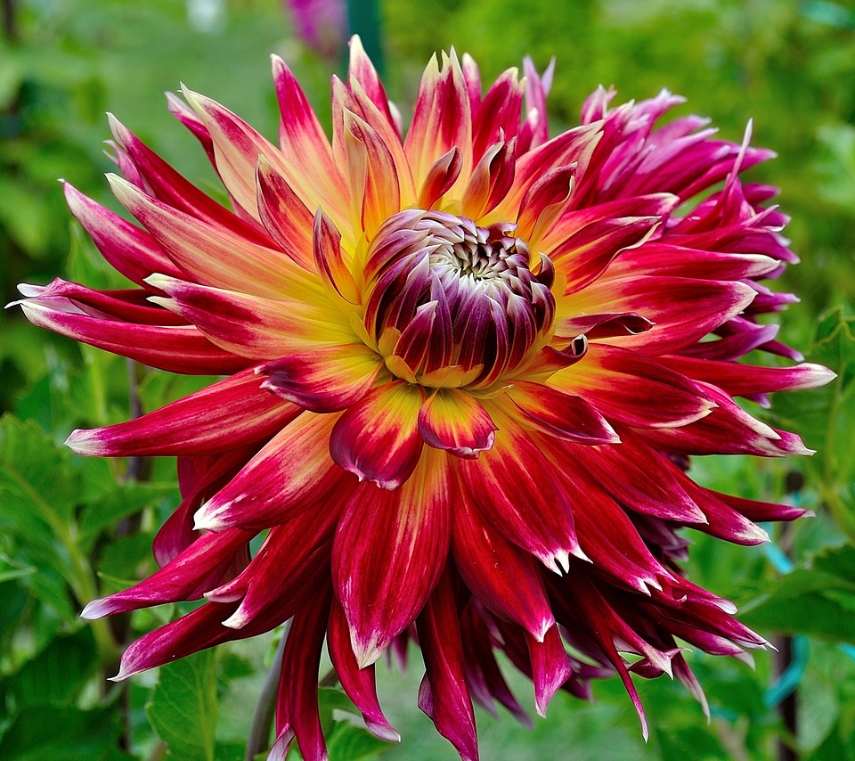 Yellow orange white