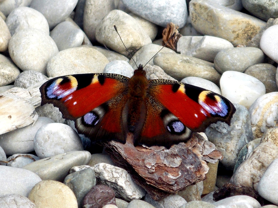 Butterflies satyrinae edelfalter