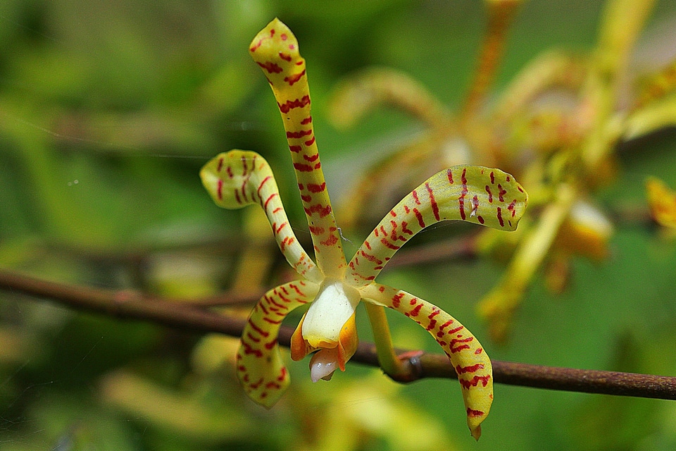 Plant natural blossom