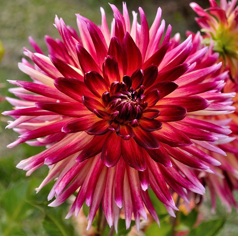 Floral flower petal