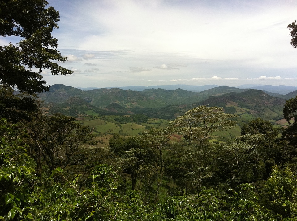 Jungle landscape wilderness
