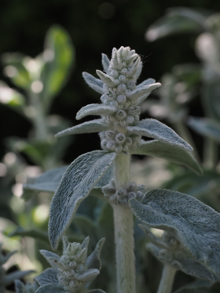 Shrub flora stachys byzantina