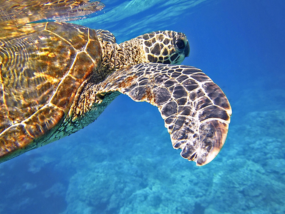 Turtle underwater hawaii