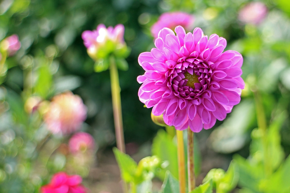 Plant composites flower garden