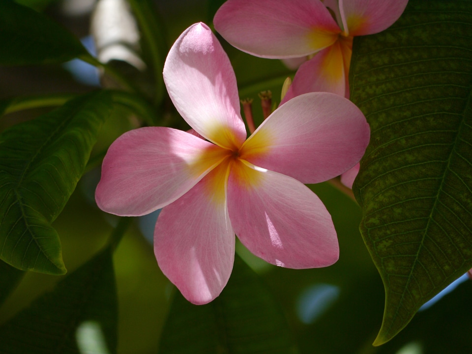 Flower florida nature