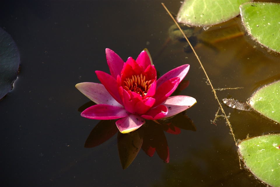 Aquatic blossom lily