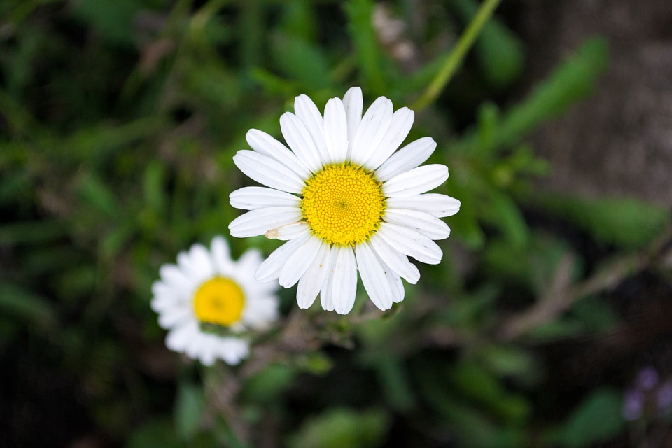 Plant plants daisy