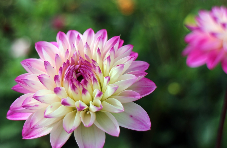 Plant composites flower garden