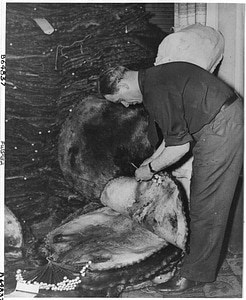 Ancient beaver photo