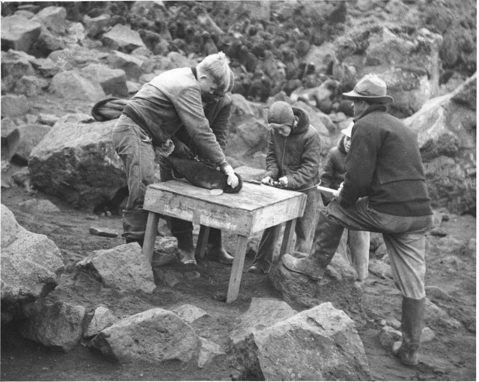 Colony seal tagging