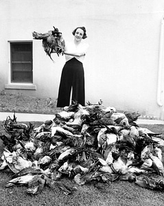 Aquatic Bird bird hunt