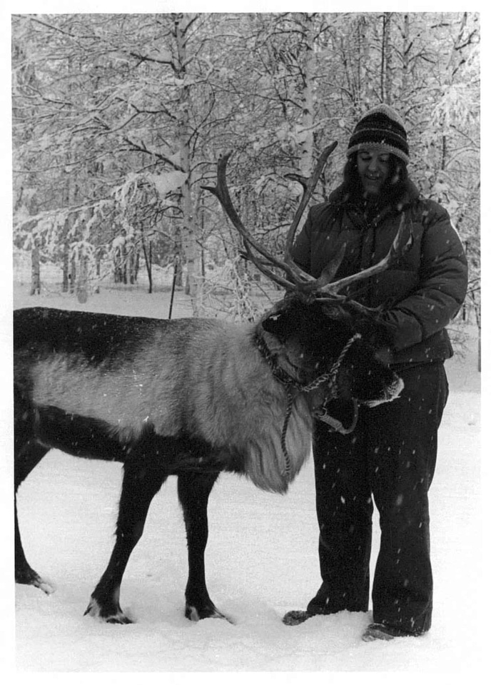 Female reindeer 