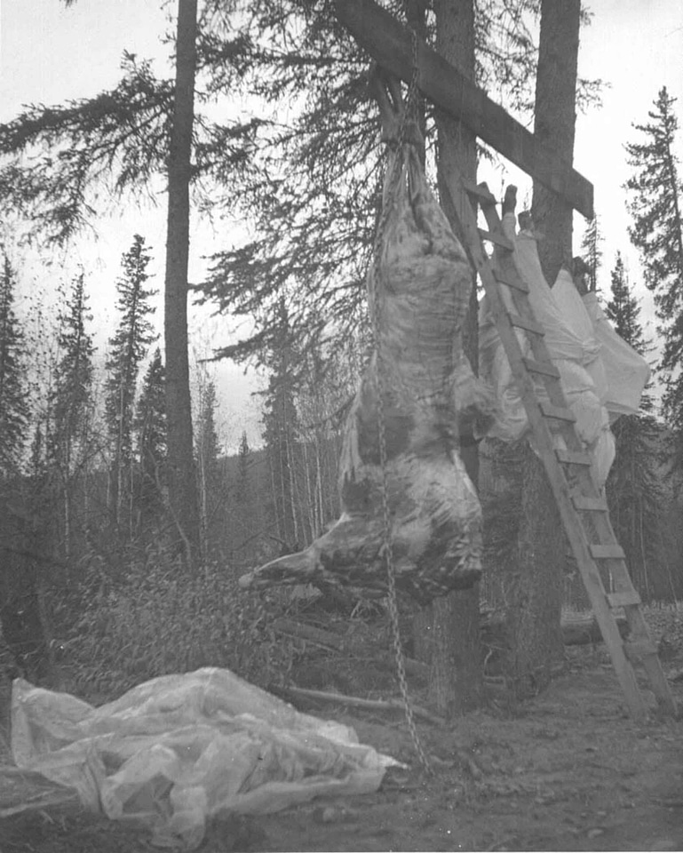 Bison hanging photo