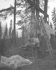 Bison hanging photo