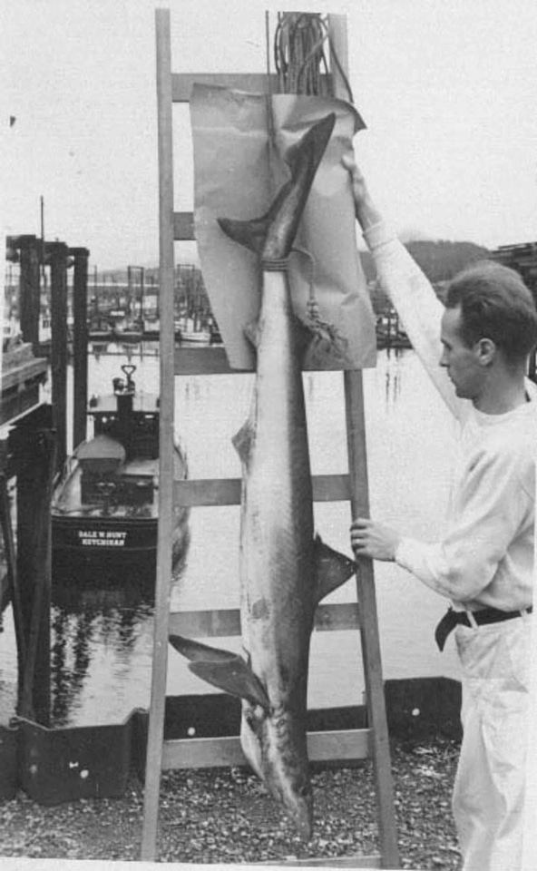 Alaska fish shark