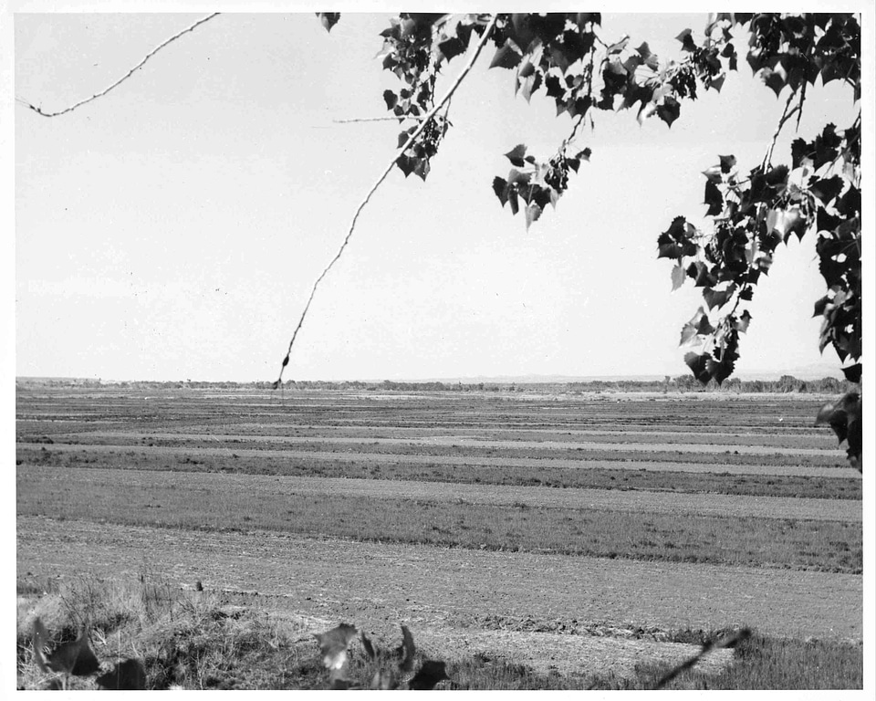 Crops  