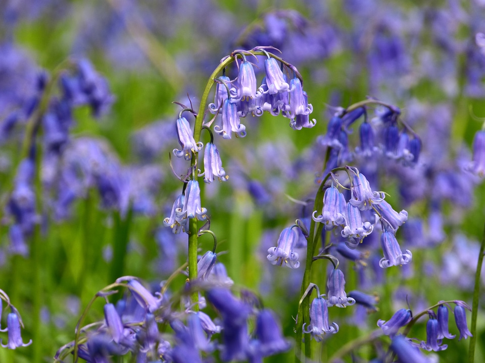 Spring blue flower