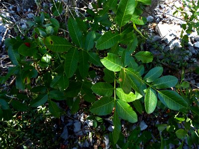 Pistacia terebinthus L., 1753