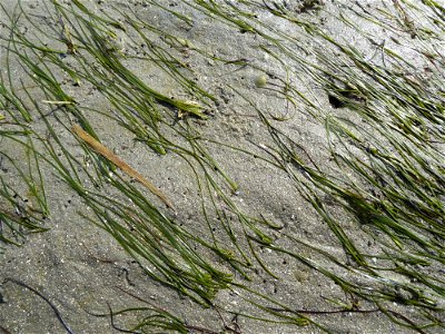 Zostera noltei Hornem., 1832