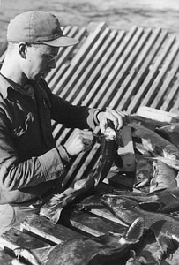 Collecting red red salmon photo