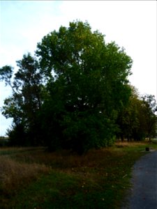 Liquidambar styraciflua L., 1753