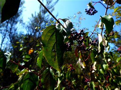 Cornus sanguinea L., 1753
