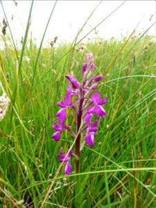 Anacamptis laxiflora (Lam.) R.M.Bateman, Pridgeon & M.W.Chase, 1997