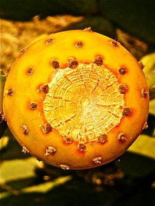 Prickly pear cactus vegetable nature