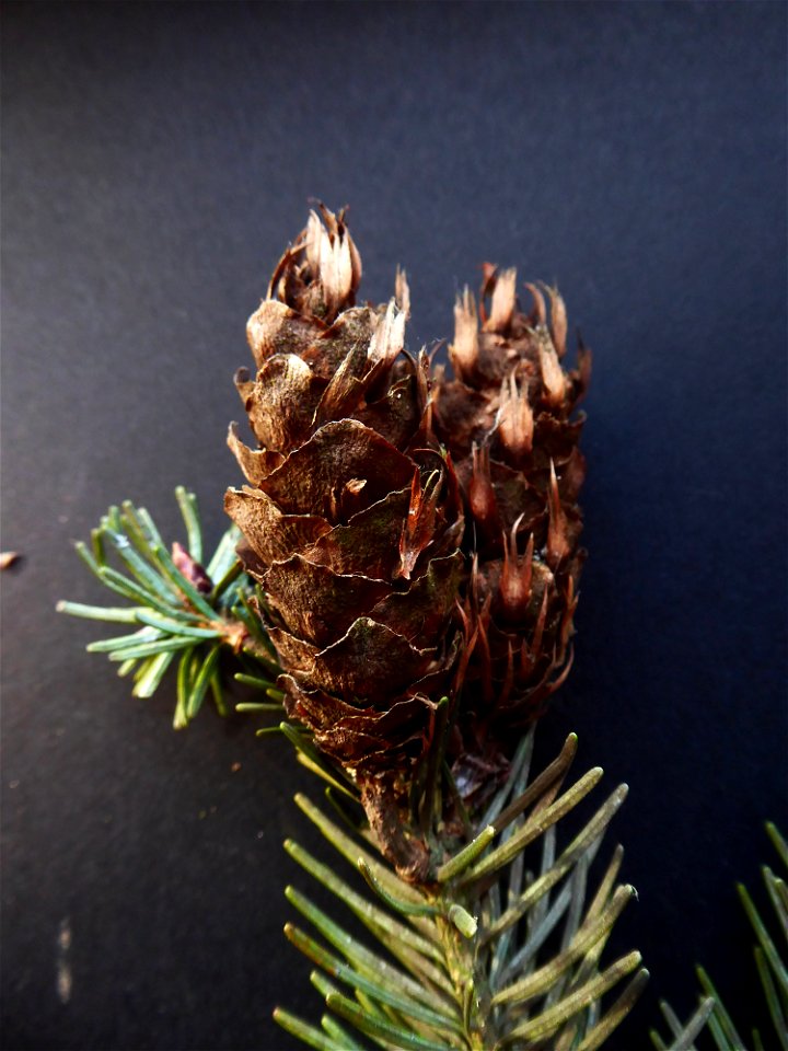 Pseudotsuga menziesii (Mirb.) Franco, 1950