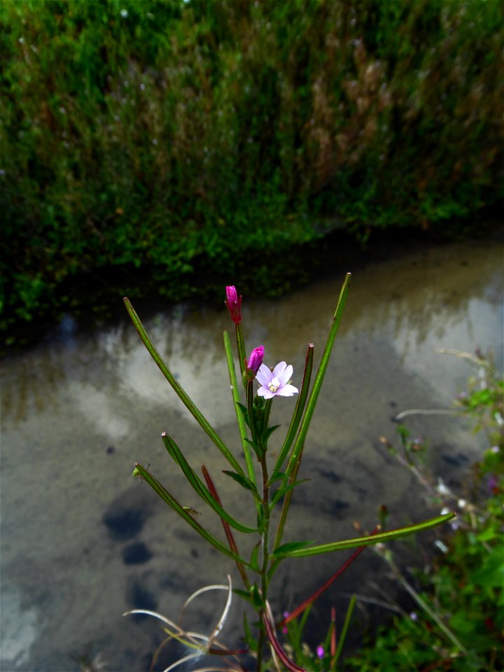Epilobium parviflorum Schreb., 1771