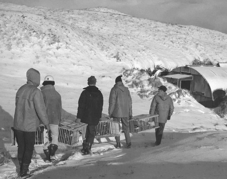 Departure goose island